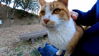 遊歩道で出会った野良猫、ベンチまでゴロゴロ言いながら付いてきた