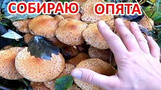 В тайгу за ОПЯТАМИ