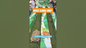 The Rabbit and The Turtle IRL #shorts #animal