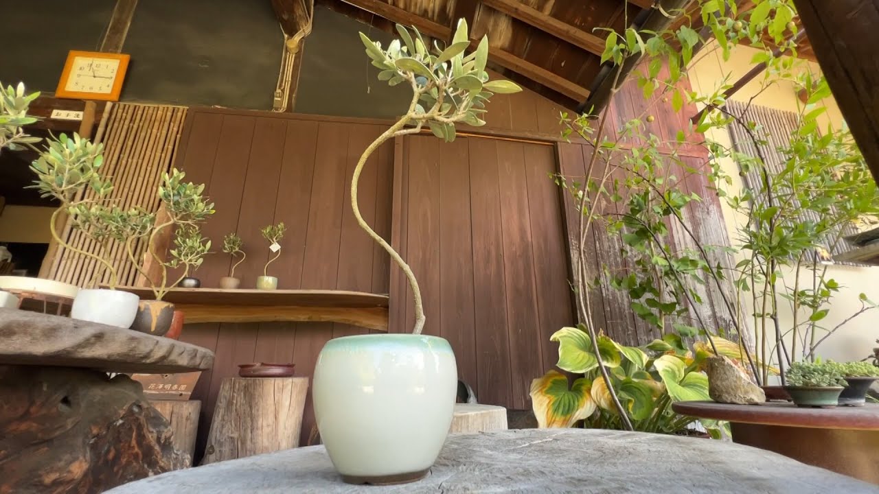 RNC news every.【中四国 旬コレ】オリーブ盆栽 2023/09/15放送 - YouTube