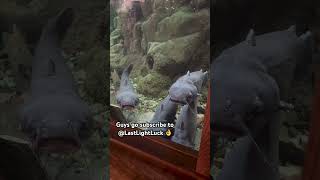 @LastLightLuck #fishimg #hunting #goviral #mtb