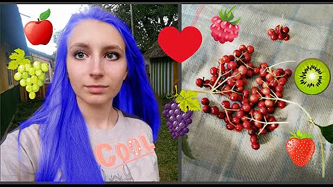 СУШКА ЯГОД калины. ПИТАНИЕ ПОПУГАЕВ. Все для моих ручных попугаев