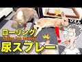 尿スプレーを習得し大人の階段を登ったホーランドロップのうさぎさん #045