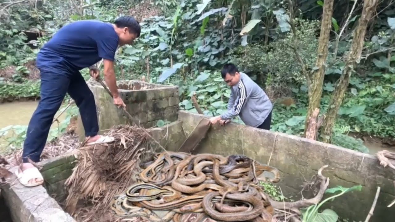 Двое отважных охотников спасли гнездо ядовитых змей из заброшенного дома.