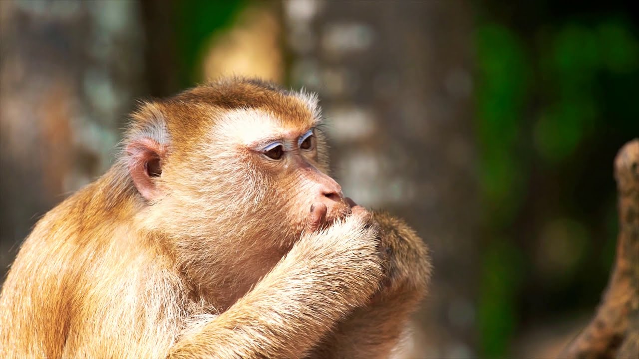 Monkey eating potato chips