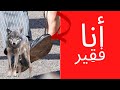 الذئبوية الشيء الوحيد الذي يحكم عليك بالفقر الأبدي الأخ نجيب 
