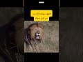 الفهد يواجه الأسد الاسد فهد عجائب الطبيعة 