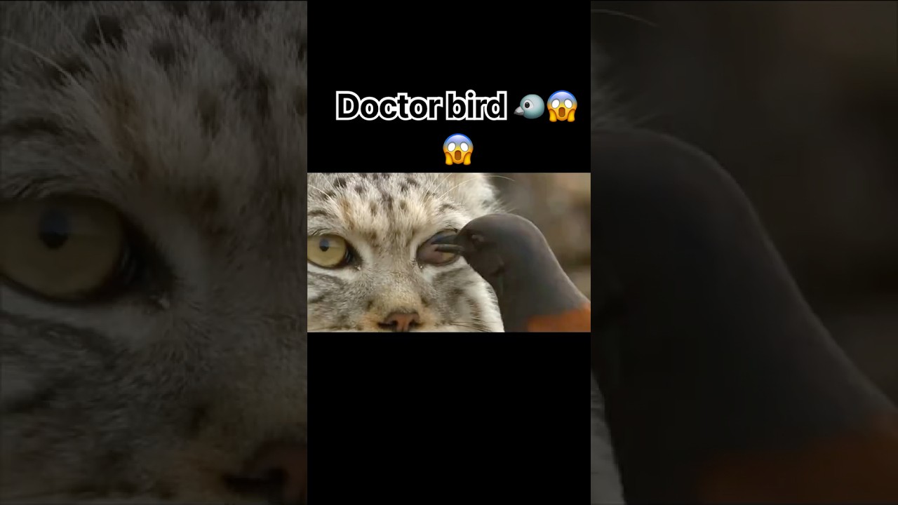 Doctor bird 🦅 #explore #nature 썸네일