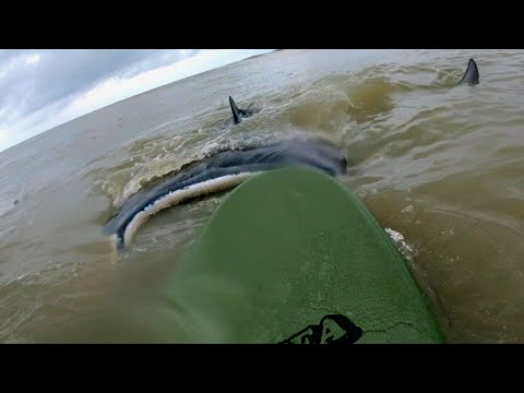 Surfer gets pushed by manta ray at Flagler Beach
