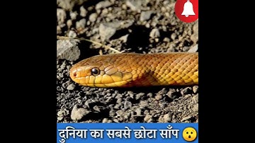 SMALLEST SNAKE #shorts