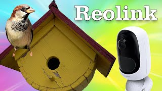 Reolink Argus Pro Security Camera - Inside a Birdhouse? #shorts