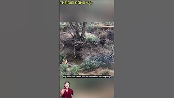 Báo hoa hạ gục linh cẩu,tấn công sư tử cái. #shortvideo #shorts  #thegioidongvat.