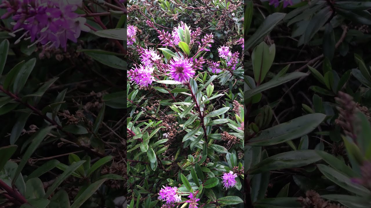 Hebe - leaves & flowers - February 2022