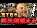 レプタイルズフィーバー2025に激レア生体がたくさんいました！！【爬虫類イベント】