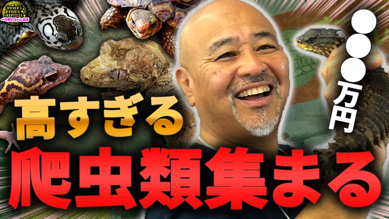 レプタイルズフィーバー2025に激レア生体がたくさんいました！！【爬虫類イベント】