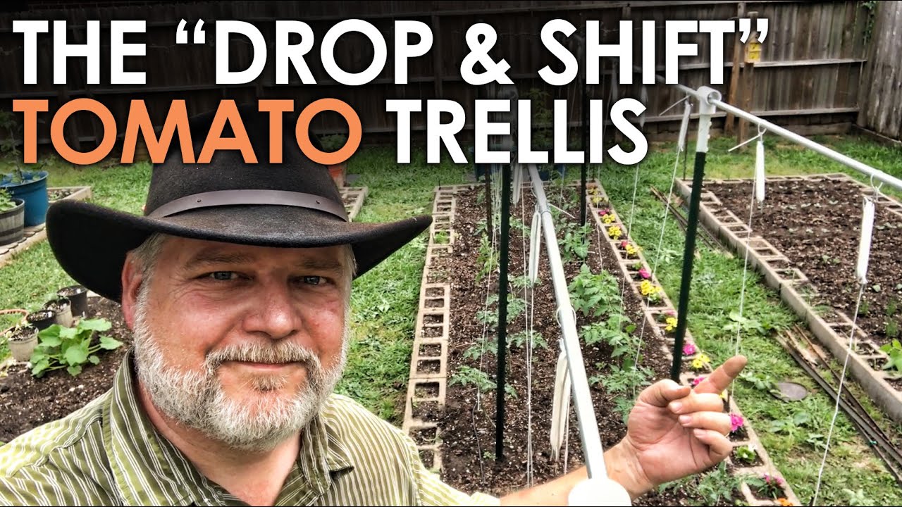 How to Trellis Tomatoes on a Single String || Black Gumbo