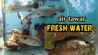 Mangrove Jack,,Tompel,, Barramundi,,Kiper,,Jadikan Air Tawar