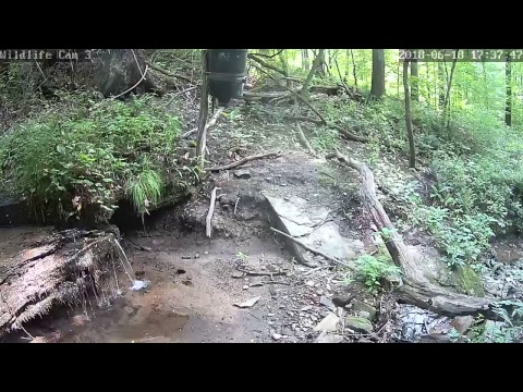 webcamera stegna Live Deer & Wildlife Webcam 3