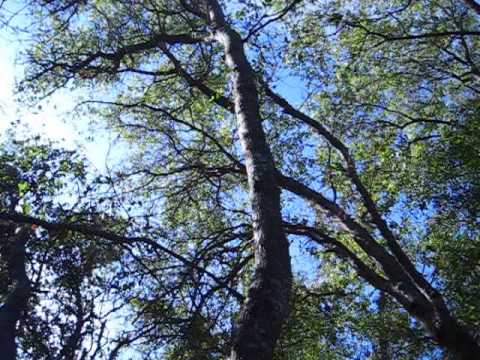 Foamy Bark Canker On Interior Live Oak 2