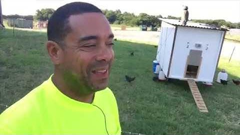 Permaculture at Work: Grasshopper Invasion (The Problem is the Solution)