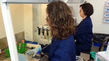 Processing iPS cells to make dopamine neurons