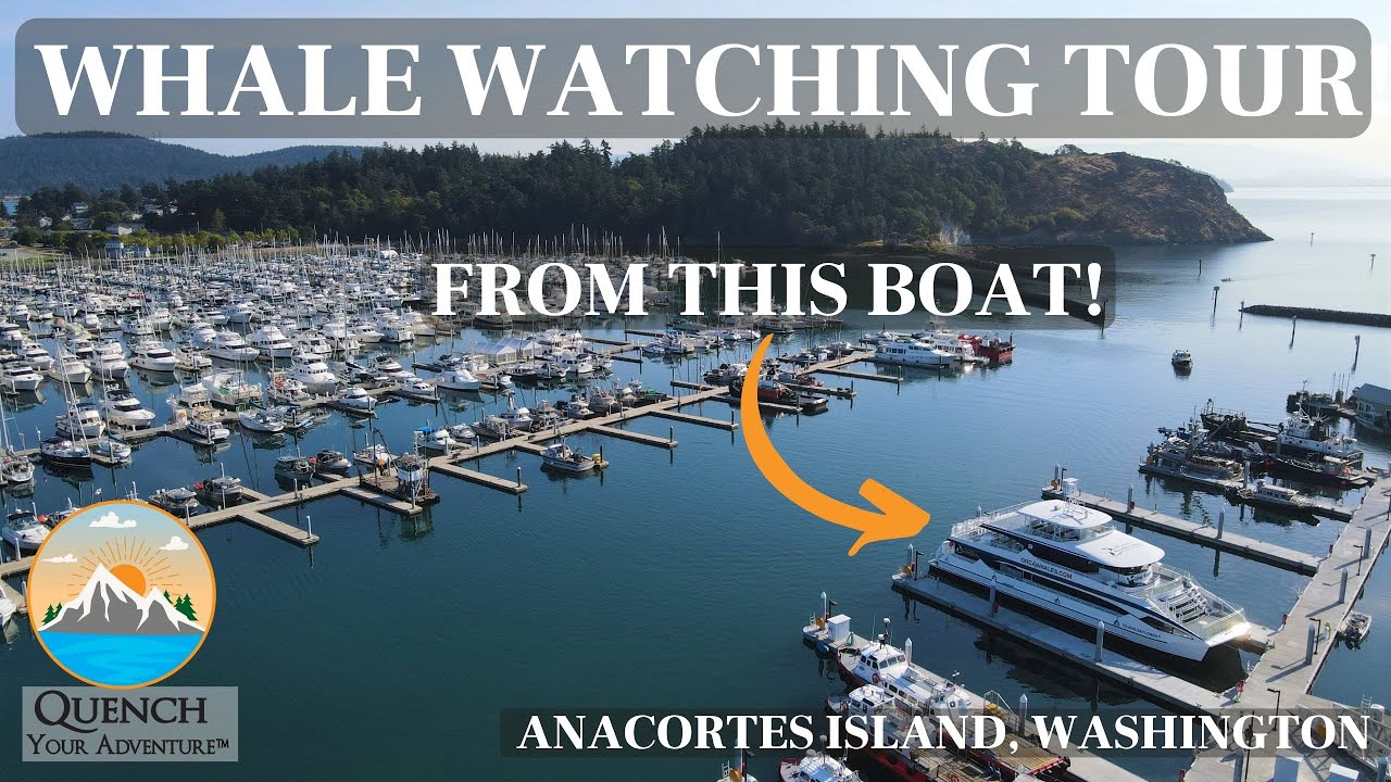 Island Adventures whale watch