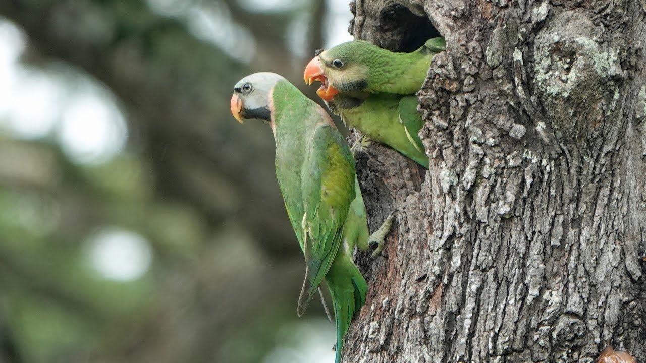 Baby Parakeets' Feeding Time!! YouTube