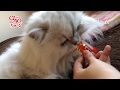 2016年全国ちゅ~るオーディション Part 3(いなば食品グループ)