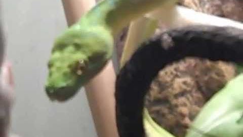 Feeding My Green tree Python a Rat from my hand