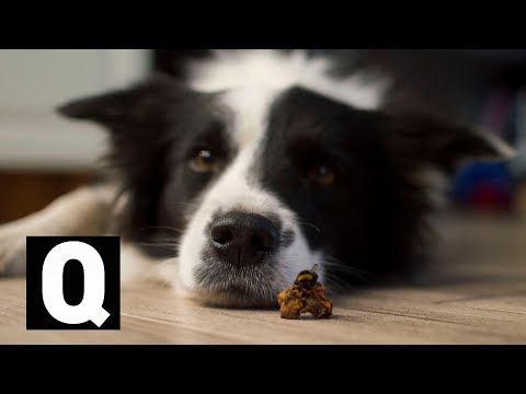 Videó: Hogyan Jött Létre A @ Szimbólum, és Miért Hívjuk Kutyának?