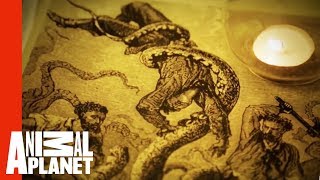 Diver Mauled in Squid Attack | Man-Eating Super Squid Profile