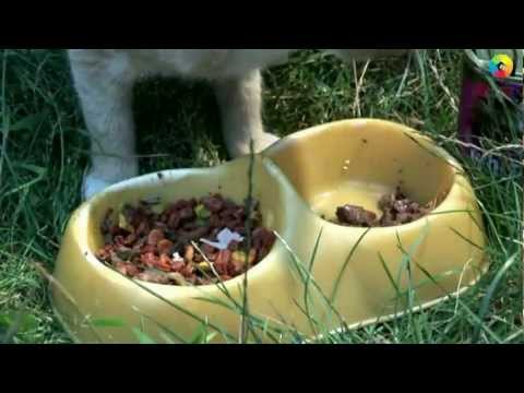Video: Cách Chuyển Từ Thức ăn Khô Sang Thức ăn đóng Hộp Cho Mèo