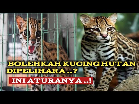 Video: Bagaimana Anda memulai kucing hutan yang kehabisan bahan bakar?