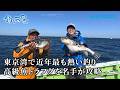 【釣り百景】#637 東京湾で近年最も熱い釣り 高級魚トラフグを名手が攻略