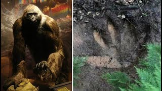 What Happened To Gigantopithicus The Last Great Ape