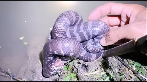 Cắm Câu Rắn Trun Vô Mánh