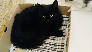 Черный кот приполз к людям просить о помощи, он заплакал когда его спасли