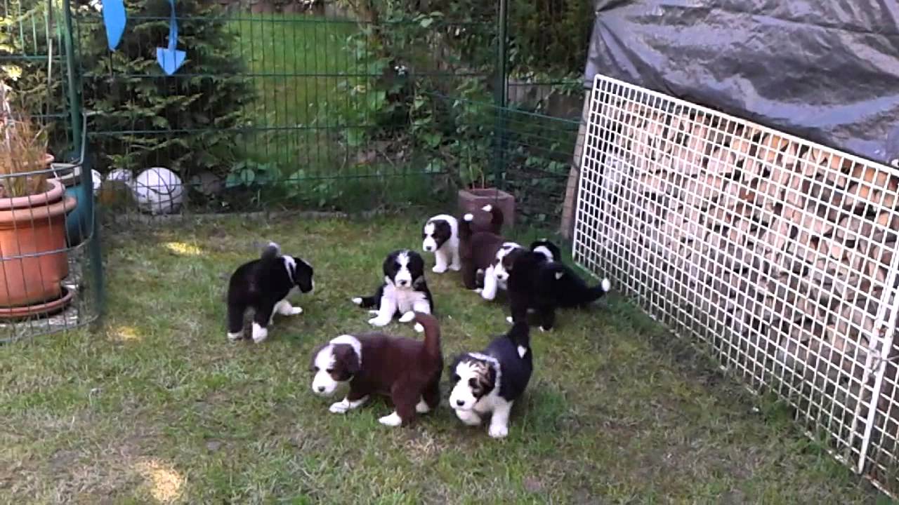 vun lütje stroom bearded collie welpen 2013