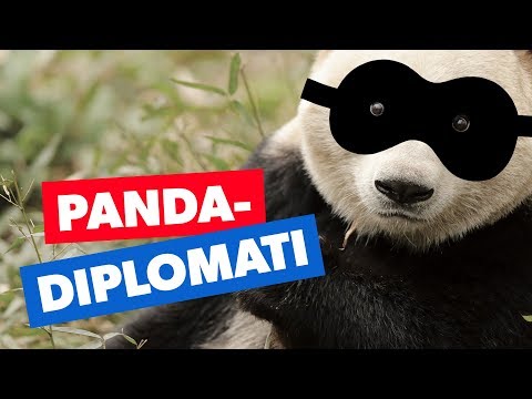 Video: Alt Hvad Du Vil Vide Om Pandaer