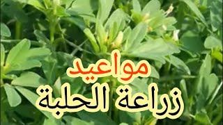 ميعاد زراعة الحلبة