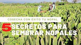 APRENDE a COSECHAR NOPAL con ÉXITO