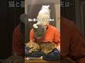 猫と暮らしはじめてDIYに目覚めた夫|運動不足解消のキャットタワーを作ったり「食器棚」をリメイクしたり。色々作ったけど、一番のお気に入りは… #shorts #cat