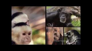 PBS Nova scienceNOW What Are Animals Thinking 2012