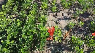 Detecting weeds in soybean plantations with AI.