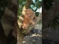 Kucing lucu! Si Millo Main Di Pohon