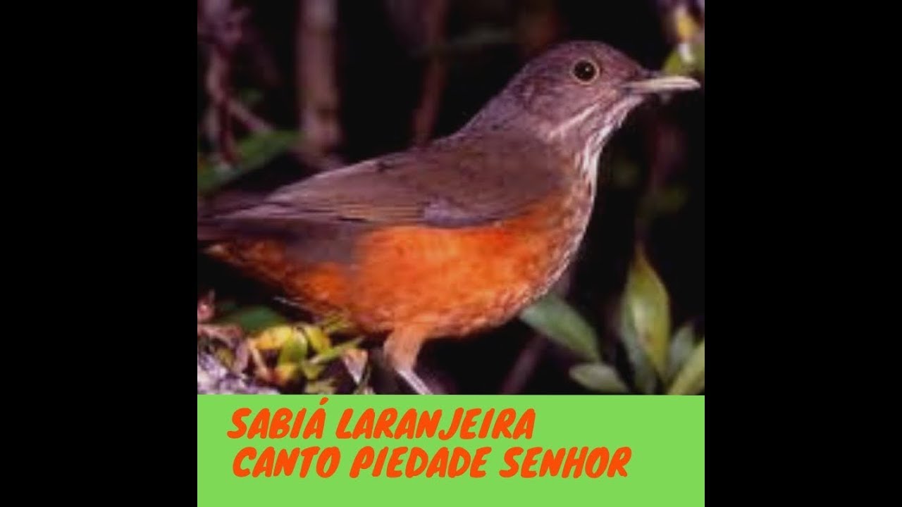 Quero Ouvir O Canto Da Sabiá Laranjeira