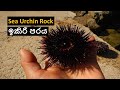 ඉකිරි පරය | the sea urchin rock heaven | මෝරවල | මීගමුව