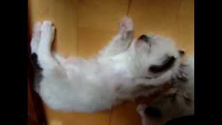 Cute ragdoll kitten Conan dreaming of running marathon. by Marta Jakubowska 346 views 11 years ago 51 seconds