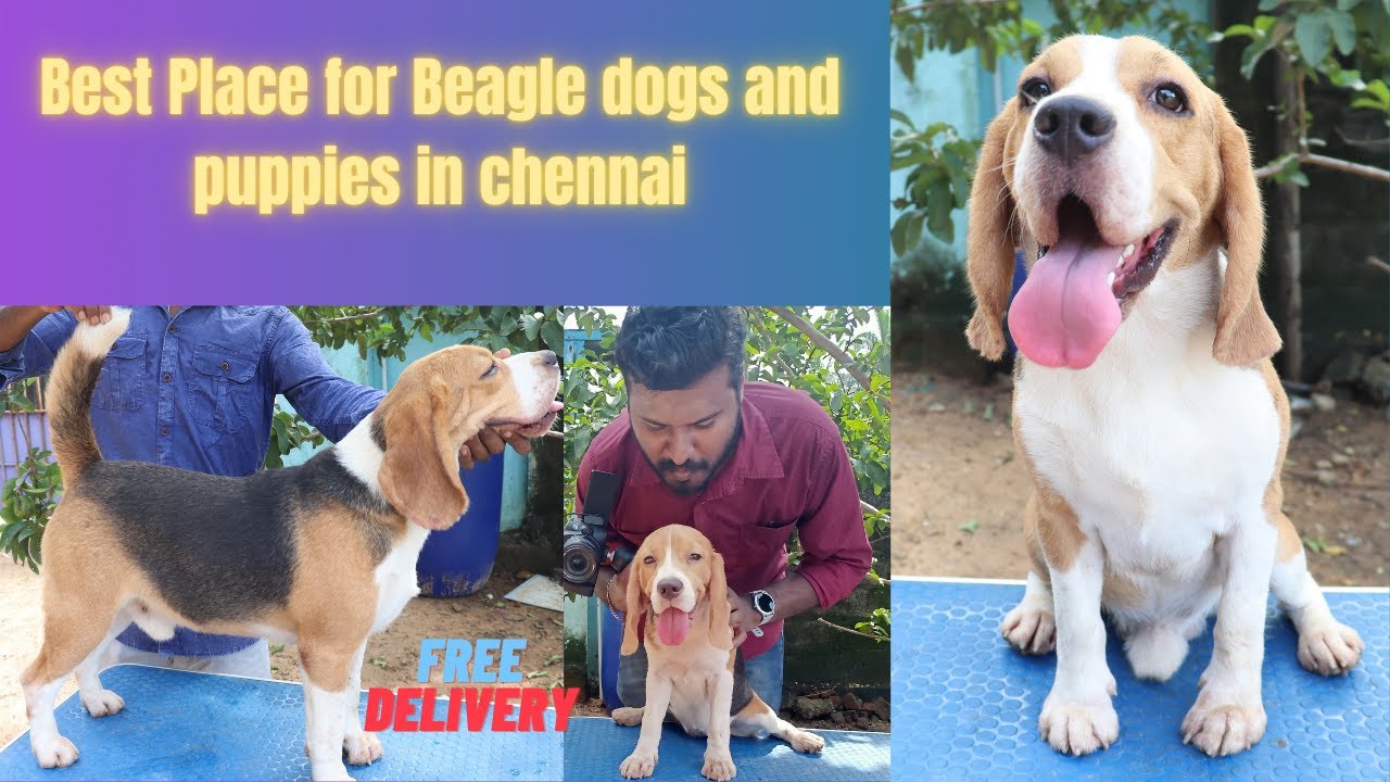 Best place for Beagle dogs in chennai Faithland Dog Kennel தமிழ்