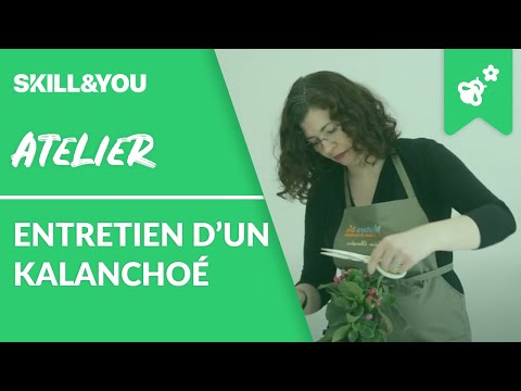 Vidéo: Tailler Kalanchoe